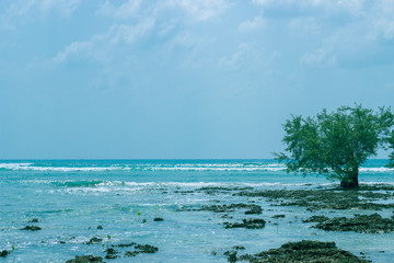 A shot of Red Mangrove trees in the middle of Indian Ocean