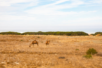 Solitary beaches of the north of morroco