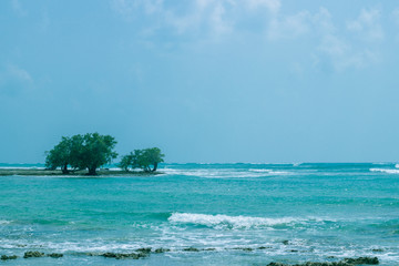 A shot of Red Mangrove trees in the middle of Indian Ocean