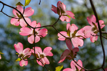 red dogwood blooms