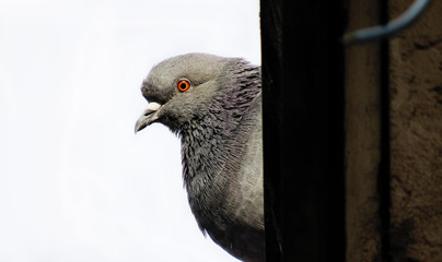 pigeon on the wall