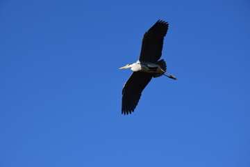 Airone volante in cielo