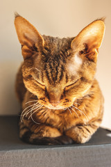 Devon rex © Kuba