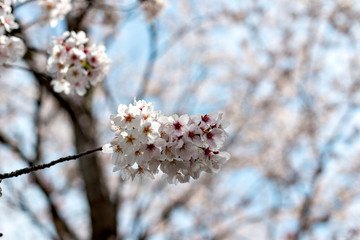 View of full blooming of cherry blossom along Muko river in Sanda city, Hyogo, Japan