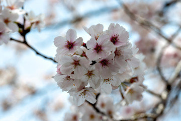 View of full blooming of cherry blossom along Muko river in Sanda city, Hyogo, Japan