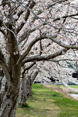 View of full blooming of cherry blossom along Muko river in Sanda city, Hyogo, Japan