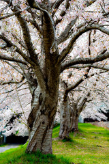 View of full blooming of cherry blossom along Muko river in Sanda city, Hyogo, Japan
