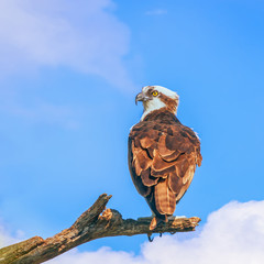 Osprey perching on a branch in Flamingo Campground.Everglades National Park.Florida.USA