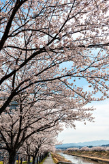 View of full blooming of cherry blossom along Muko river in Sanda city, Hyogo, Japan