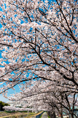 View of full blooming of cherry blossom along Muko river in Sanda city, Hyogo, Japan