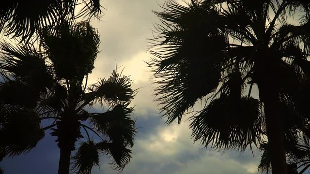 Palm trees in the spring wind. Cloudy sky and swinging palm leaves.
