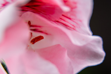 Macro flor con detalle en polen