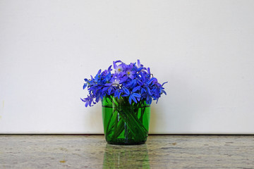 Bouquet of  purple and white scilla flowers in a vase