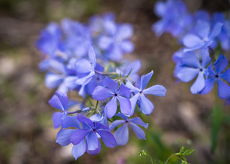 Blue phlox flower macro