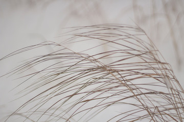 Background of dry plants in the winter.