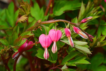 Obraz premium Heart-shaped pink and white flowers of dicentra spectabilis bleeding heart