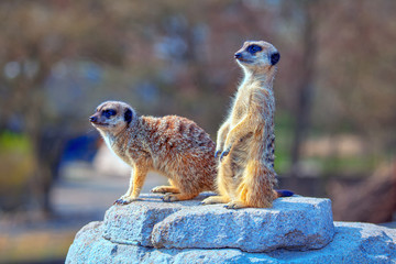attentive meerkats standing on the rock
