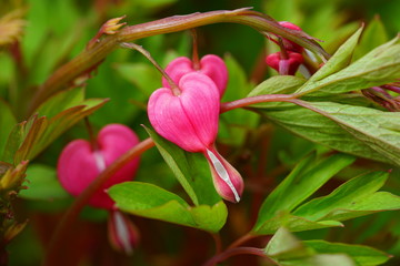 Heart-shaped pink and white flowers of dicentra spectabilis bleeding heart