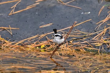 水浴びを楽しむエナガ