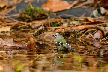 水浴びを楽しむキクイタダキ