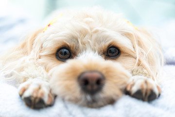 犬の動作　眠り
