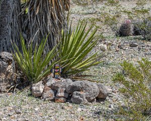 A small pet cemetery burial grave marked with a brightly colored painted cross as a headstone marker. The gravesite is covered in stones and protected by sharp Yucca spines.