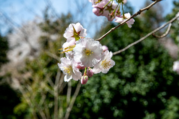 満開の松前早咲桜