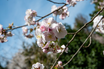 満開の松前早咲桜