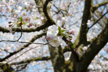 満開の松前早咲桜