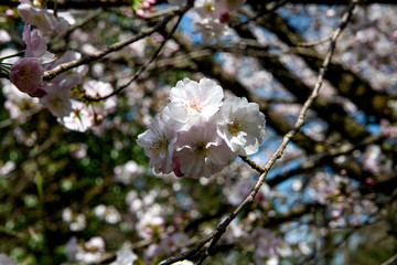 満開の松前早咲桜