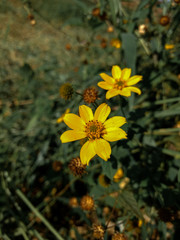 yellow flowers of the sky