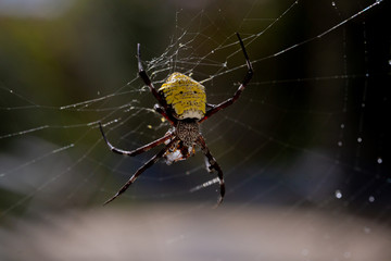Yellow spider on the web