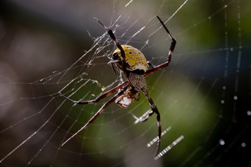 Yellow Hawaiian Spider Web Spider