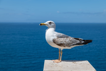 Fototapeta na wymiar Portrait of an isolated seagull along the Amalfi coast (Sorrento, Campania, Italy). 
