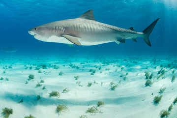 Fototapeta premium Tubarões