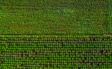 Aerial view of planting area papaya and cassava, agriculture, thailand