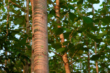 Fototapeta premium partial of tree trunk in the nature.