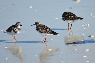 beach birds4