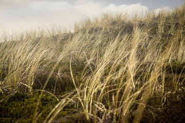 A wide field in denmark