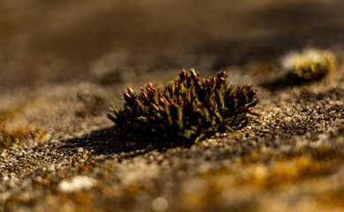 A plant in the winter garden