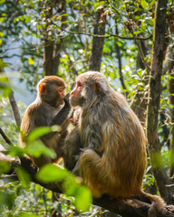 Young monkey cleaning the old one on the branch in the middle of jungle. Shot at Hong Kong