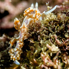 Moluscos, Nudibrnaquio