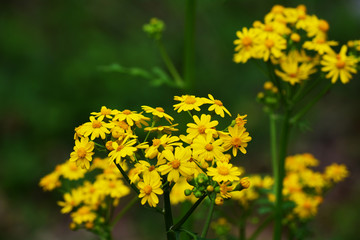 yellow flowers in spring