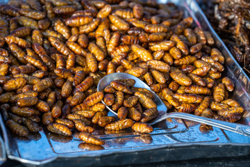 Pupa, silkworm fried food, fried insect larvae snack as exotic in Thailand. Thai cuisine in street food market