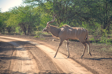 Naklejka premium Kudu or Greater Kudu, Tragelaphus strepsiceros in a wildlife park in South Africa.