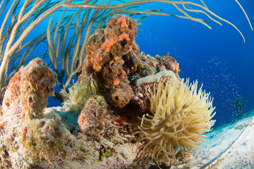 Fototapeta na wymiar Coral Reef and Blue water