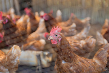 organic chicken farm in Thailand , egg manufacture , close up chicken head