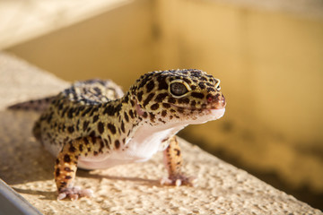 George the Leopard Gecko