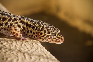 George the Leopard Gecko