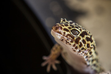 George the Leopard Gecko